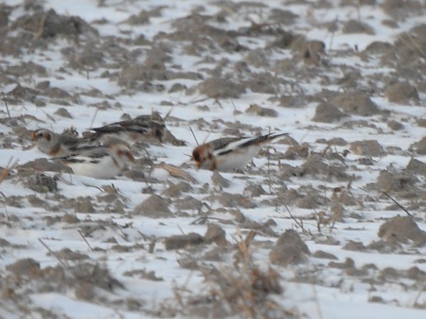 śnieguła  - Andrzej Lipiński