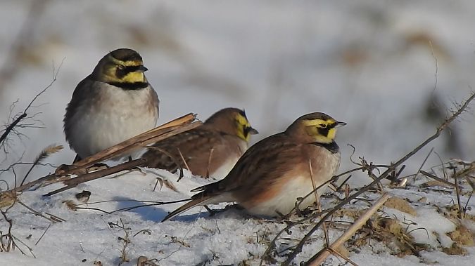 górniczek  - Andrzej Lipiński