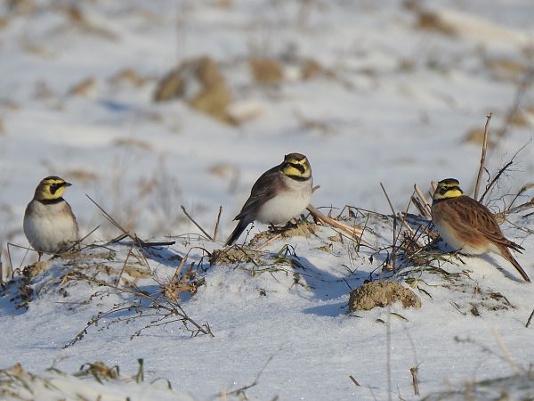 górniczek  - Andrzej Lipiński