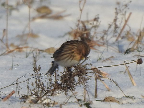 rzepołuch  - Andrzej Lipiński