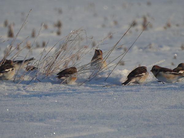śnieguła  - Andrzej Lipiński