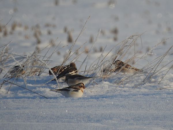śnieguła  - Andrzej Lipiński