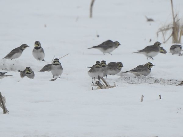 górniczek  - Andrzej Lipiński