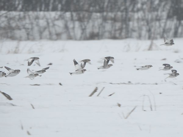 śnieguła  - Andrzej Lipiński