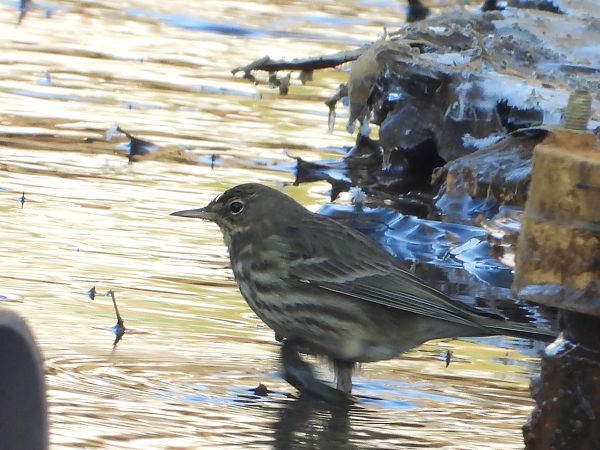 świergotek nadmorski 