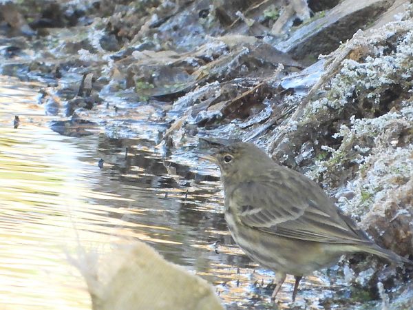 świergotek nadmorski 