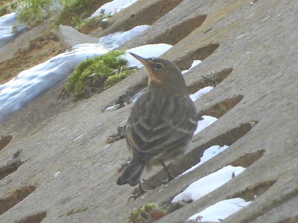 świergotek nadmorski 