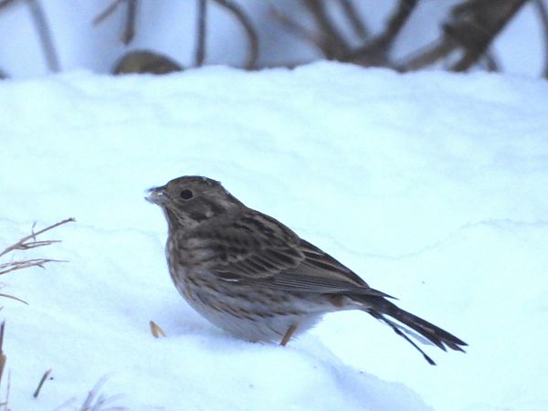 trznadel białogłowy 