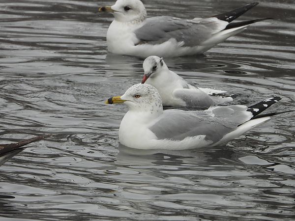 Goéland à bec cerclé 