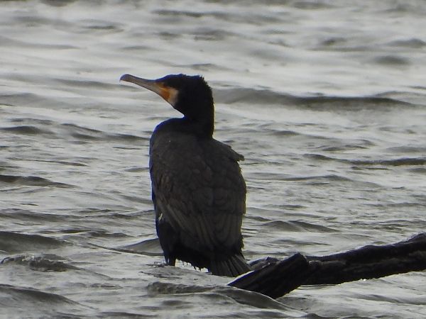 kormoran 