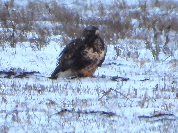 myszołów włochaty 