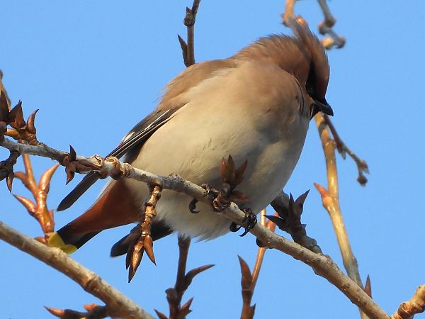 Bohemian Waxwing 