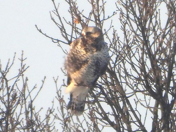 myszołów włochaty 