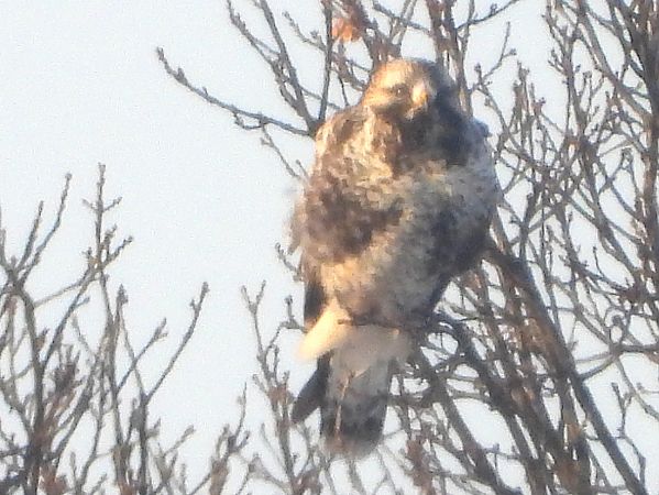 myszołów włochaty 