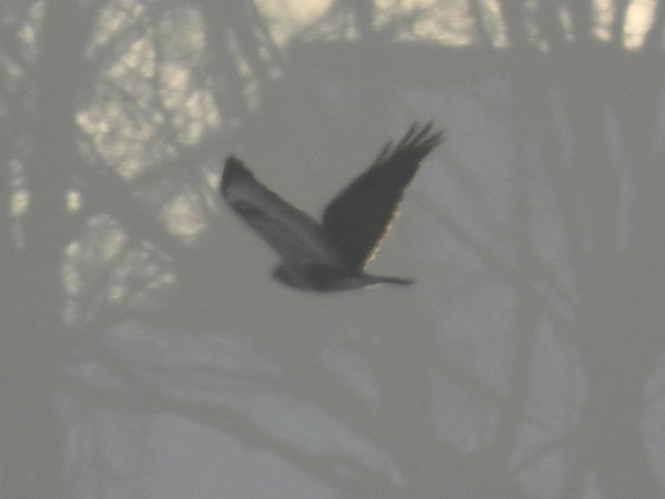 myszołów włochaty 