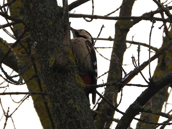 dzięcioł białoszyi 