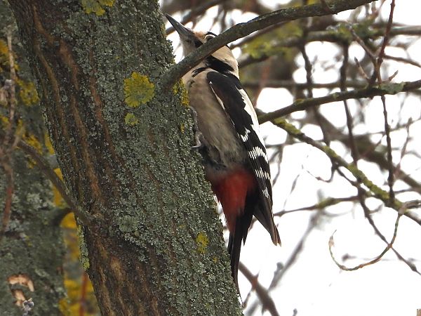 dzięcioł białoszyi 