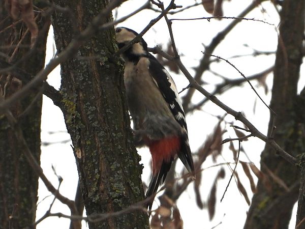 dzięcioł białoszyi 