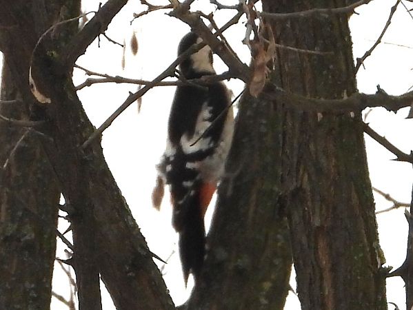 dzięcioł białoszyi 