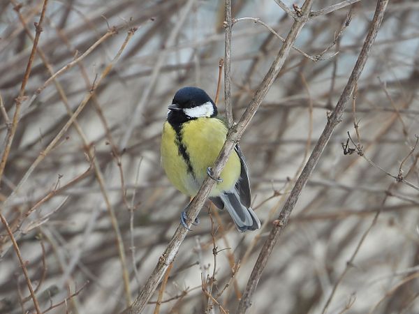 Mésange charbonnière 