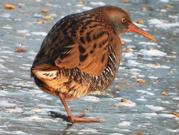 Water Rail 