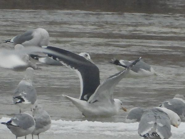 mewa żółtonoga (ssp. graellsii / intermedius) 
