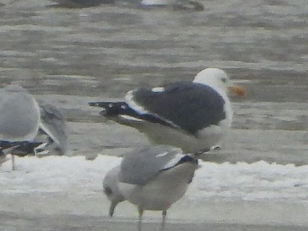 Heringsmöwe (ssp. graellsii / intermedius) 