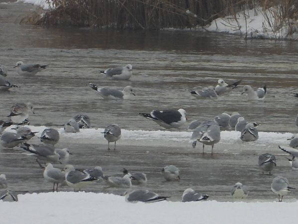 Heringsmöwe (ssp. graellsii / intermedius) 