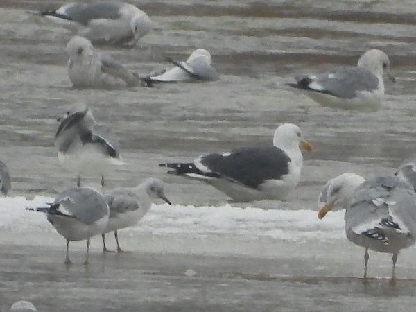 Heringsmöwe (ssp. graellsii / intermedius) 