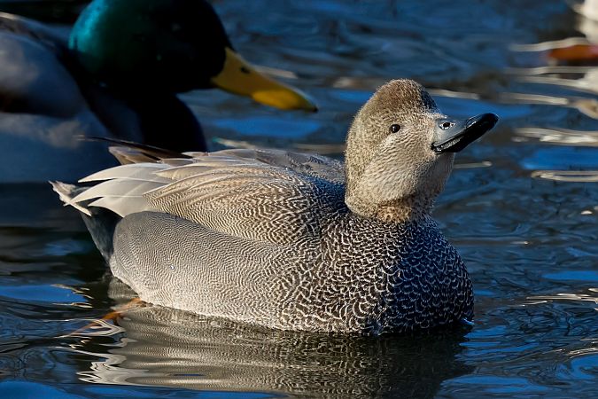 krakwa  - Wojciech Kaczor