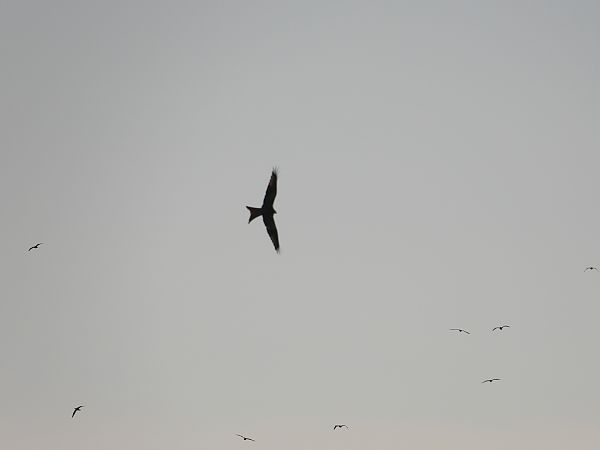 kania ruda  - Paweł Ratajczak