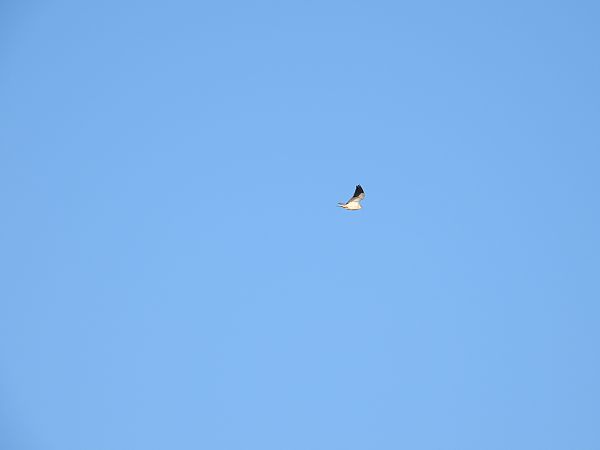 kaniuk  - Paweł Ratajczak