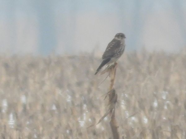 Merlin  - Paweł Ratajczak