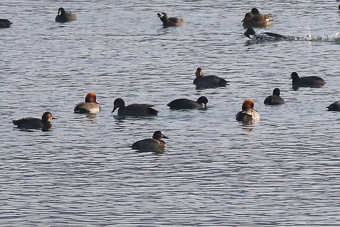 hełmiatka  - Tomasz Folta