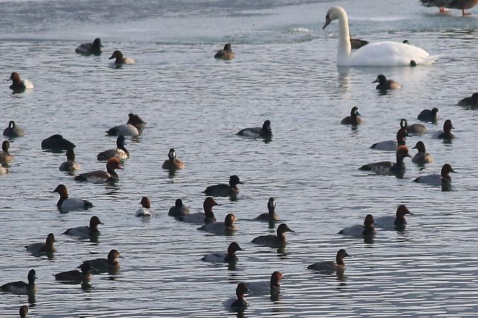 hełmiatka  - Tomasz Folta