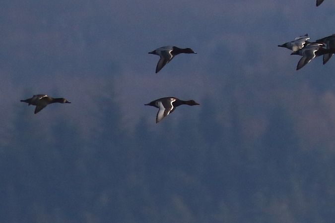 podgorzałka  - Tomasz Folta