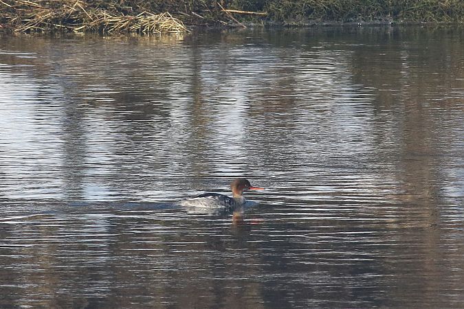 szlachar  - Tomasz Folta