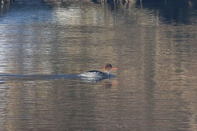 Mittelsäger  - Tomasz Folta