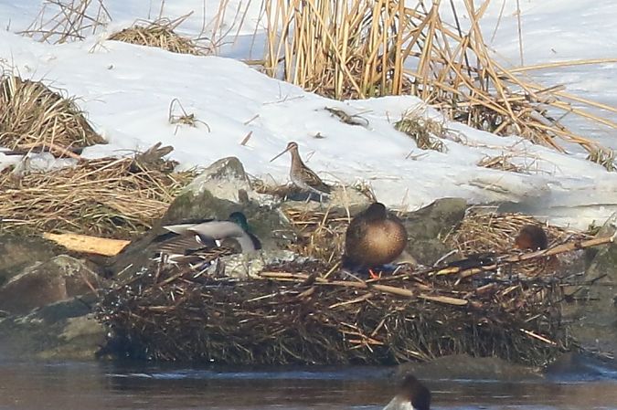 kszyk  - Tomasz Folta