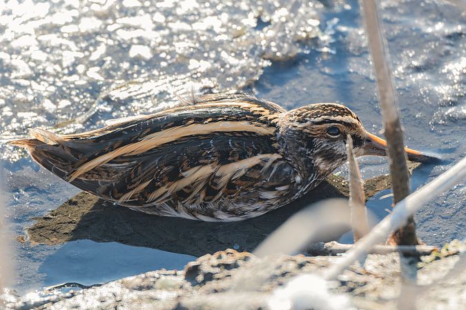 Zwergschnepfe  - Piotr Kosidło