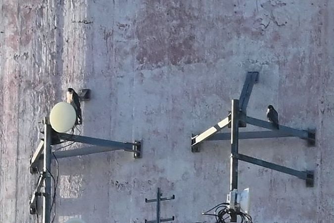 sokół wędrowny  - Mariusz Godlewski