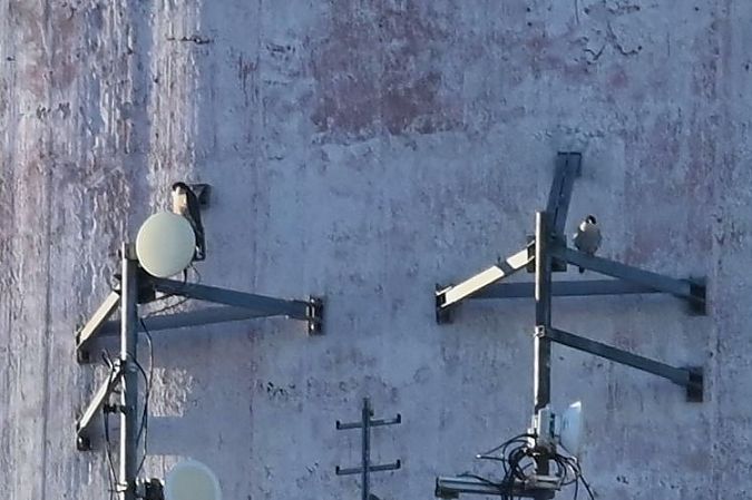 sokół wędrowny  - Mariusz Godlewski