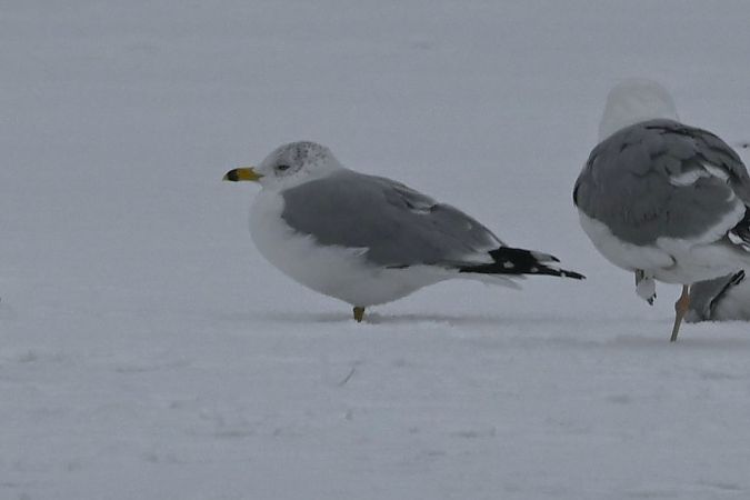 Ringschnabelmöwe  - Mariusz Godlewski