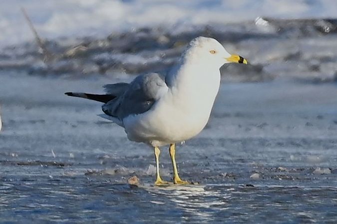 mewa delawarska  - Mariusz Godlewski