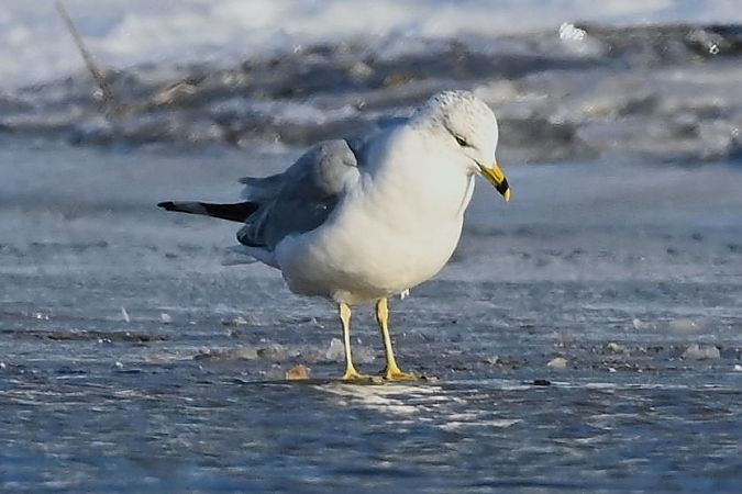mewa delawarska  - Mariusz Godlewski