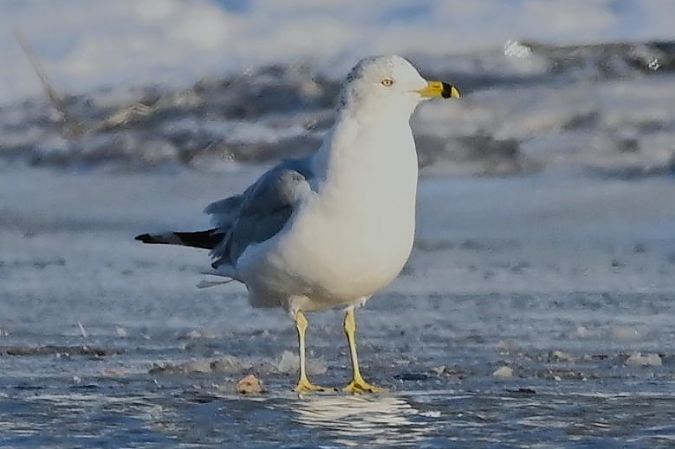 mewa delawarska  - Mariusz Godlewski