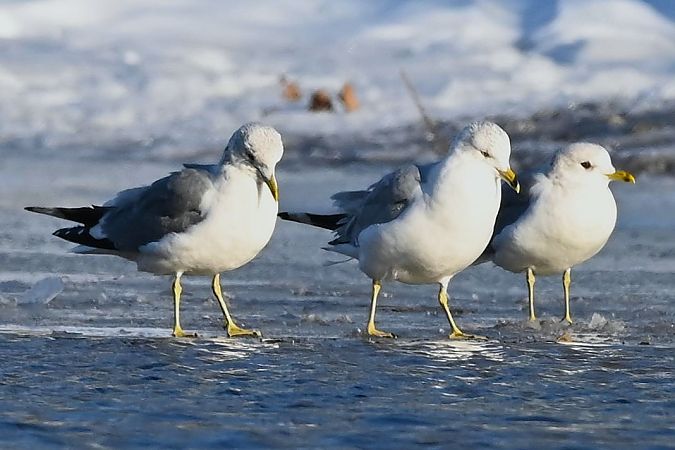 mewa delawarska  - Mariusz Godlewski