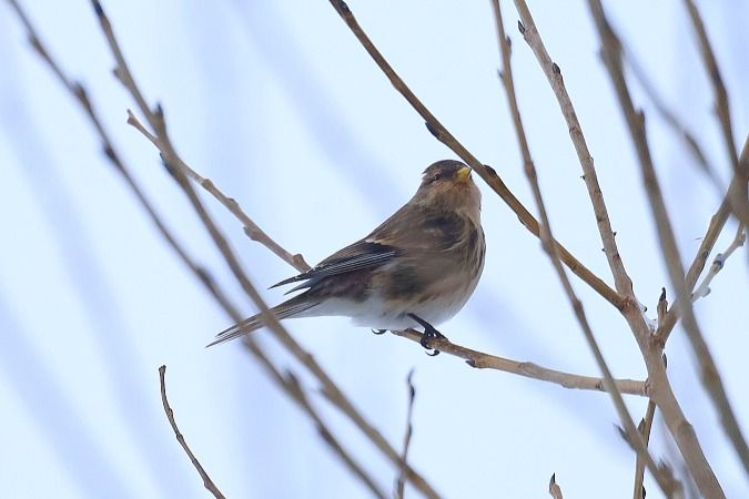 rzepołuch  - Bartłomiej Łukaszewicz