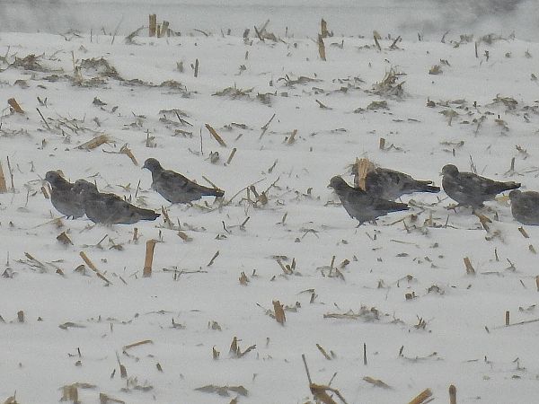 Pigeon colombin  - Kacper Mikulski