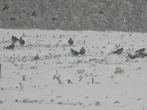 siniak  - Kacper Mikulski